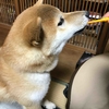 柴犬あきとの生活　166