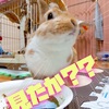 【うさぎのサスケ先輩ブログ】実はずっと欲しかった切り株クッションをついに！！！ゲットだぜぃぃ♪