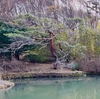 吉祥寺の池（長野県佐久）