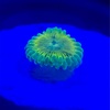 USAマメスナ NYRA Emerald green zoa(エメラルドグリーン)のご紹介