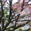 八重桜の咲く頃