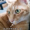 猫の「三種混合ワクチン（コアワクチン）三年に一回」について