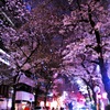 散りかけの桜の美しさ