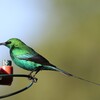 ミドリオナガタイヨウチョウ(Malachite Sunbird)