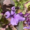紫花菜、タンポポ、ポット苗作り