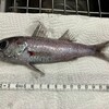 深海魚直送便(その5)　スミクイウオの煮つけ