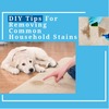 DIY Tips for Removing Common Household Stains from Your Carpet