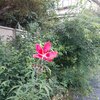 ９．１５（火・曇り）芦名星自殺。１００歳以上８万人。