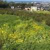 菜の花