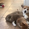 【動画】仔犬のじゃれあいが最強【コーギー】