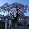 満開の三春の滝桜を見に行ってみた 