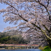 桜満開の高梁川を渡る、285系「サンライズ出雲」を撮る！