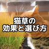 猫草の効果と選び方