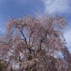 今年最後の花見。まだ見頃の桜が盛岡にあったので行ってみた。