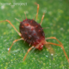 カタバミハダニ Petrobia(Tetranychina) harti