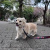 2026年2月28日🐾 今日のマヤ暦