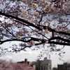 高遠(たかとお)の桜、東京で見れます。