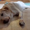 翁、おもちゃをかぶる