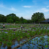 北山公園の花菖蒲