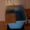夜間にひたすら泳ぎまくる金魚