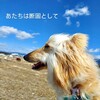 犬未経験者が飼育する大型犬：アフガンハウンドとの暮らし
