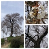 秘境に咲く！樹齢２５０年の『平家一本桜』