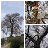 福岡県『天保古山の平家一本桜』