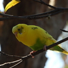 野鳥の森とかいう神スポット