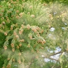 【花粉症】長年に渡りスギ・ヒノキ花粉と戦っている私の対処法まとめ