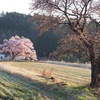 桜と富士山と。