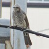 食欲旺盛な渡り鳥・追加南天の実も完食