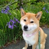 竜胆とあやめ