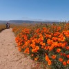 今年のカリフォルニア・ポピーは凄かった！　らしいです！！　～Antelope Valley California Poppy reserve