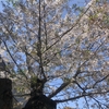 むかちん、葉桜の季節！