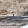 アフリカマミジロタヒバリ African Pipit