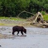 北海道の渓流釣りに欠かせない～対ヒグマ装備のこと