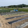 夏野菜の定植
