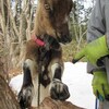 おねだりするヤギのむぎちゃん