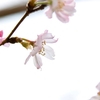 新春桜