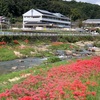 矢掛町　美山川沿いの彼岸花