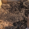タマネギの株元を落ち葉堆肥でマルチング