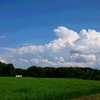  水田と夏の雲