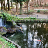 藤崎森林公園の上池（千葉県習志野）