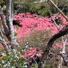 冬来る を詠んだ短歌１　今日の関東地方は「真冬の寒さ」だったとのこと．11月前半はほとんど見られなかった鎌倉英勝寺の紅葉/黄葉も一気に進んできていました．冬間近．　明け方の枕の上に冬は来て残るともなき秋のともしび　藤原良経　　さびしさは冬のはじめぞなかりける木の葉のちりかひ時雨音信（づ）れ　藤原家隆　　初冬の澄み渡る空の深みどり松山の松に溶け入るらしも　窪田空穂　　しづまりし色を保ちて冬に入る穂高の山をけふ見つるかも　斎藤茂吉　