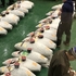 【豊洲市場】「見学デッキ」でマグロせりを見学してきた