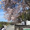 大阪城公園で咲いていた花々