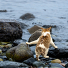 隣県西部離島のねこさん