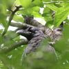 ハシブトガラス巣立ちビナ