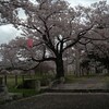 悠久山の花見　～四日目