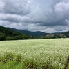 荘川の蕎麦畑など8月21日